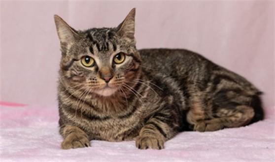 Enlarge PERSEIA, a Adoptable Domestic Short Hair in Ames, IA image 1/1