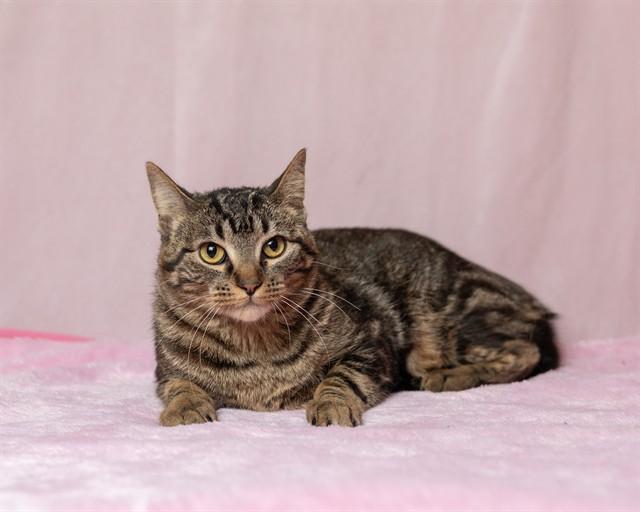 PERSEIA, Adoptable, Young Female Domestic Short Hair.