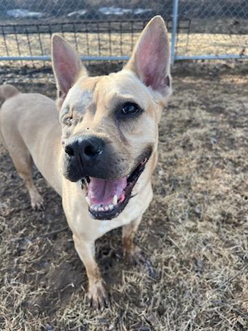 Blinky (Adoption Fee Sponsored!) photo 2