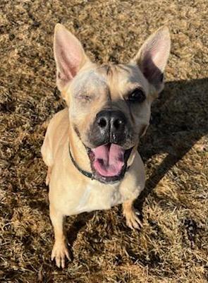 Blinky (Adoption Fee Sponsored!), Adult Female Mixed Breed
