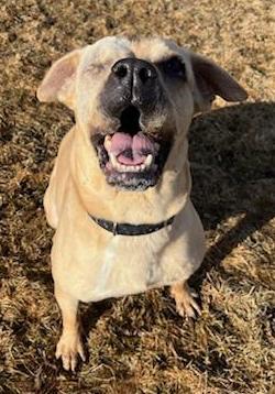 Blinky (Adoption Fee Sponsored!) photo 3