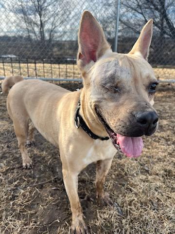Blinky (Adoption Fee Sponsored!) photo 5