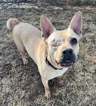 Blinky (Adoption Fee Sponsored!) photo 4