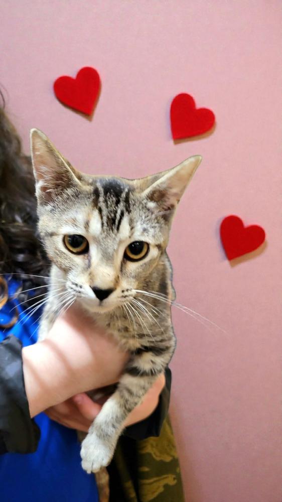 Catty, Adoptable, Kitten Female Domestic Short Hair.