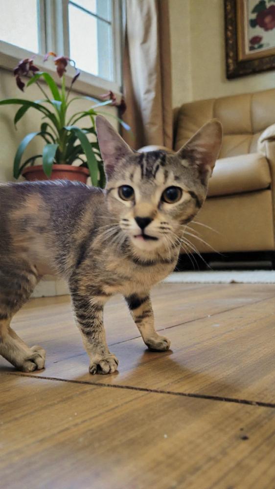 Enlarge Catty, a Adoptable Domestic Short Hair in Wilson, NC image 2/2