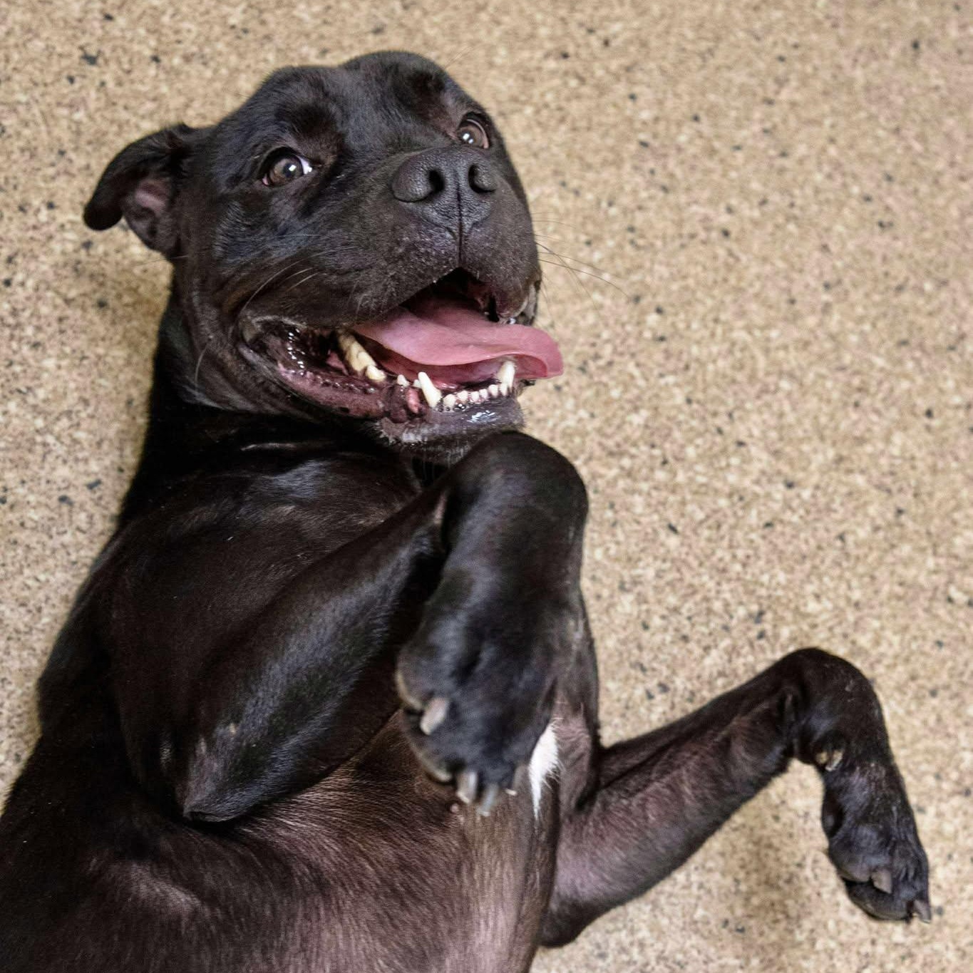 Darla, a Adoptable American Staffordshire Terrier in Valparaiso, IN image 1/4