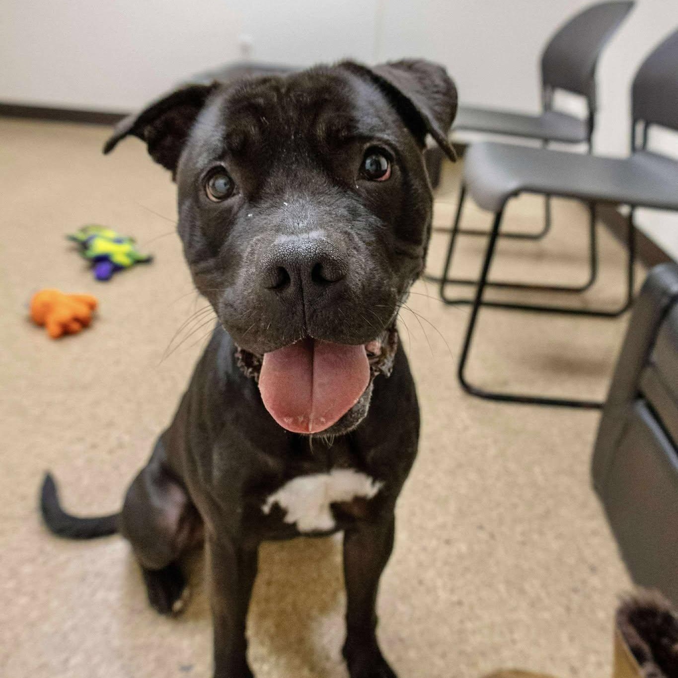 Darla, Adoptable, Adult Female American Staffordshire Terrier.