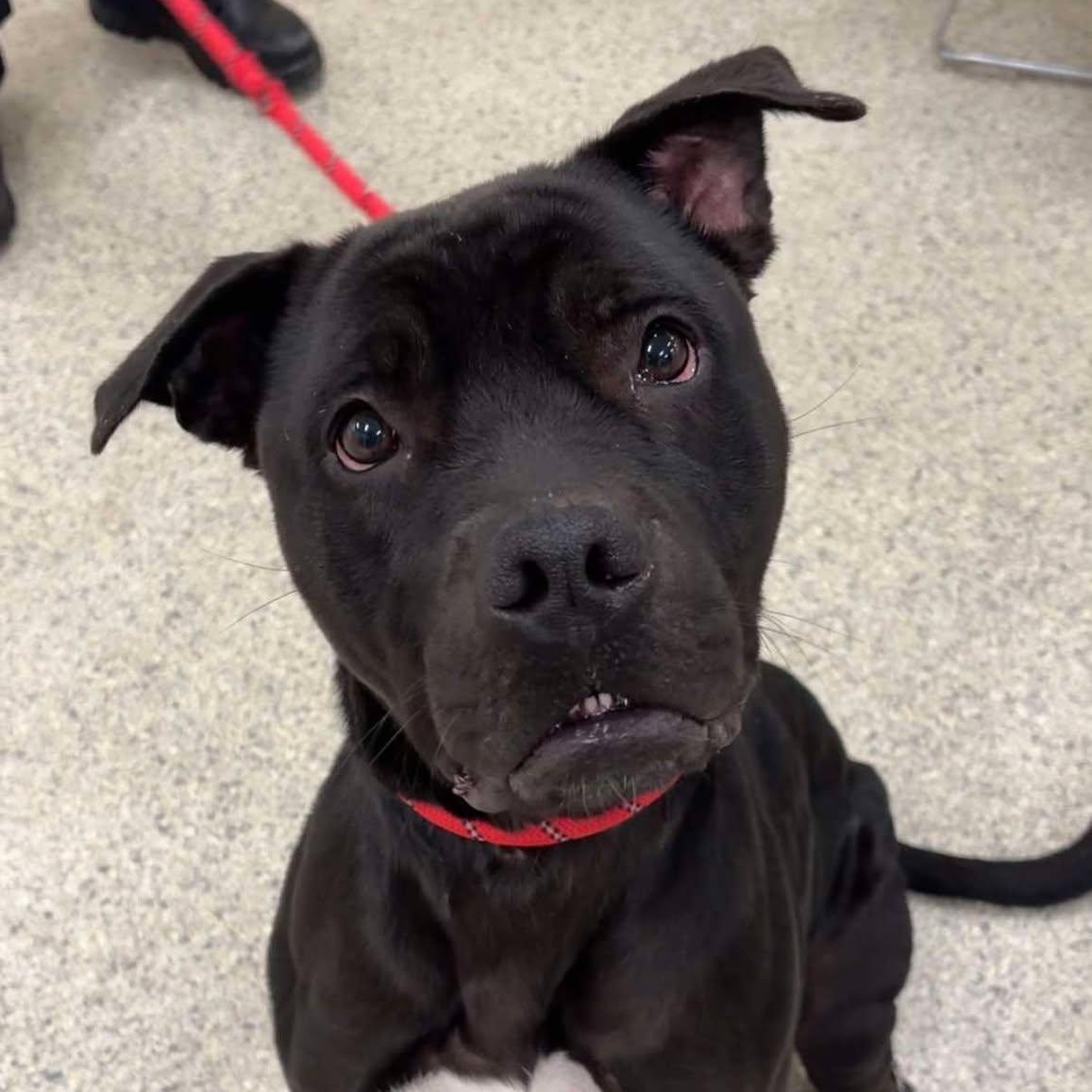 Darla, a Adoptable American Staffordshire Terrier in Valparaiso, IN image 3/4