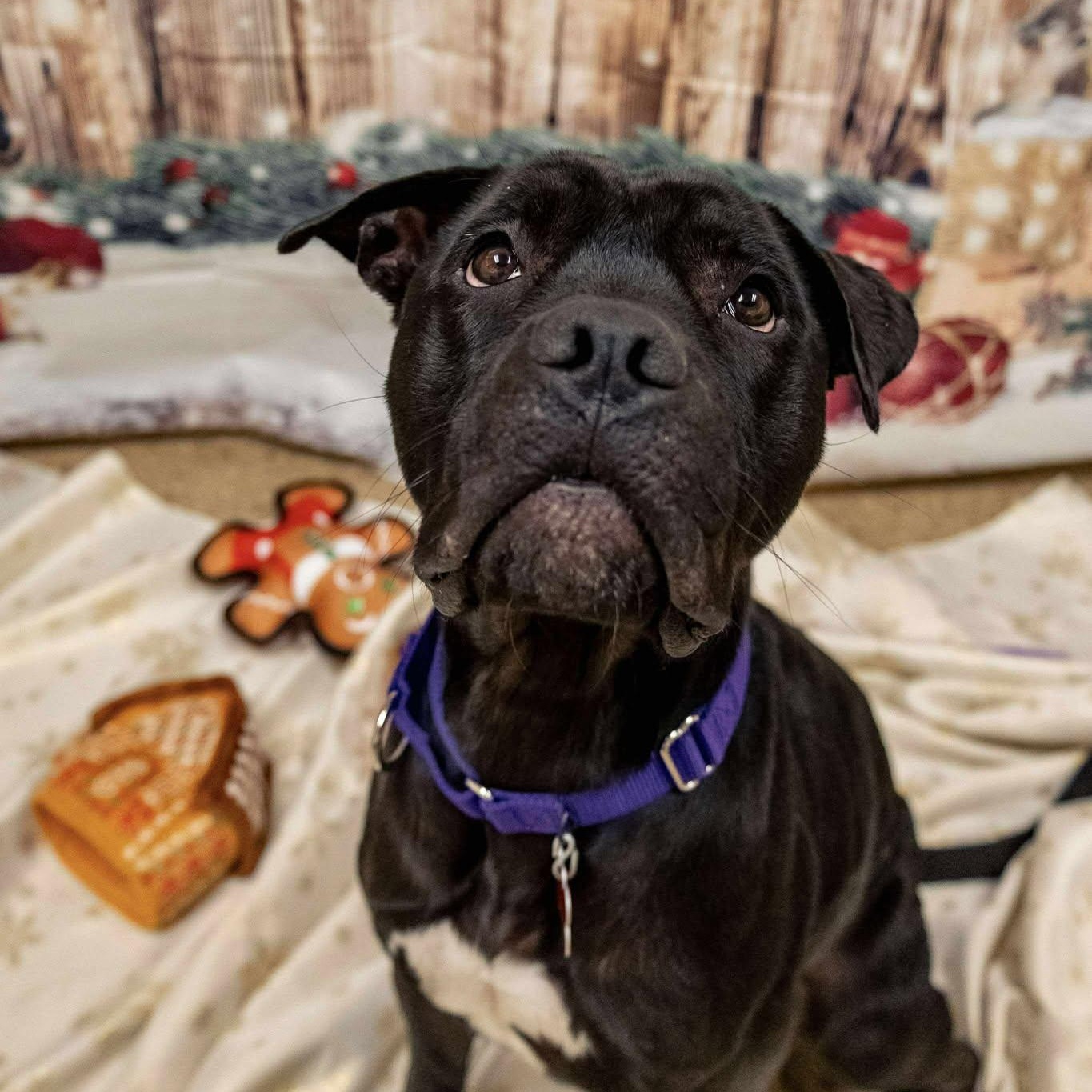 Darla, a Adoptable American Staffordshire Terrier in Valparaiso, IN image 4/4