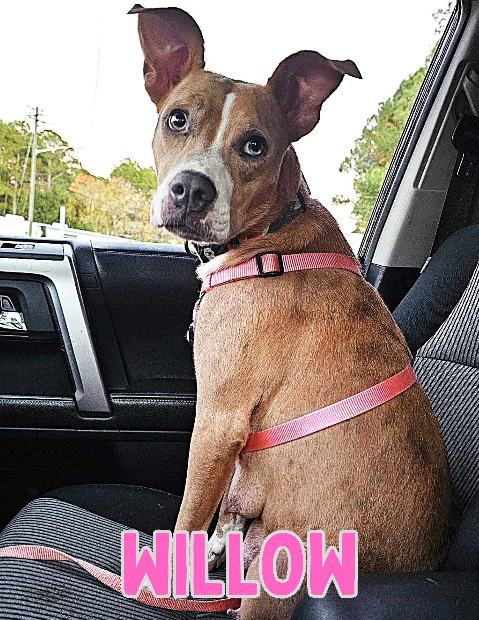 Enlarge Willow, a ADOPTABLE mixed breed in Shalimar, FL image 1/6