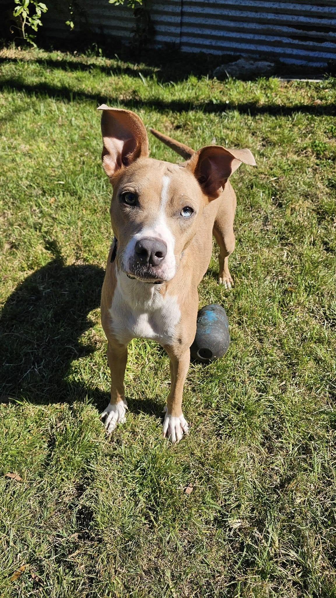 Enlarge Willow, a ADOPTABLE mixed breed in Shalimar, FL image 4/6