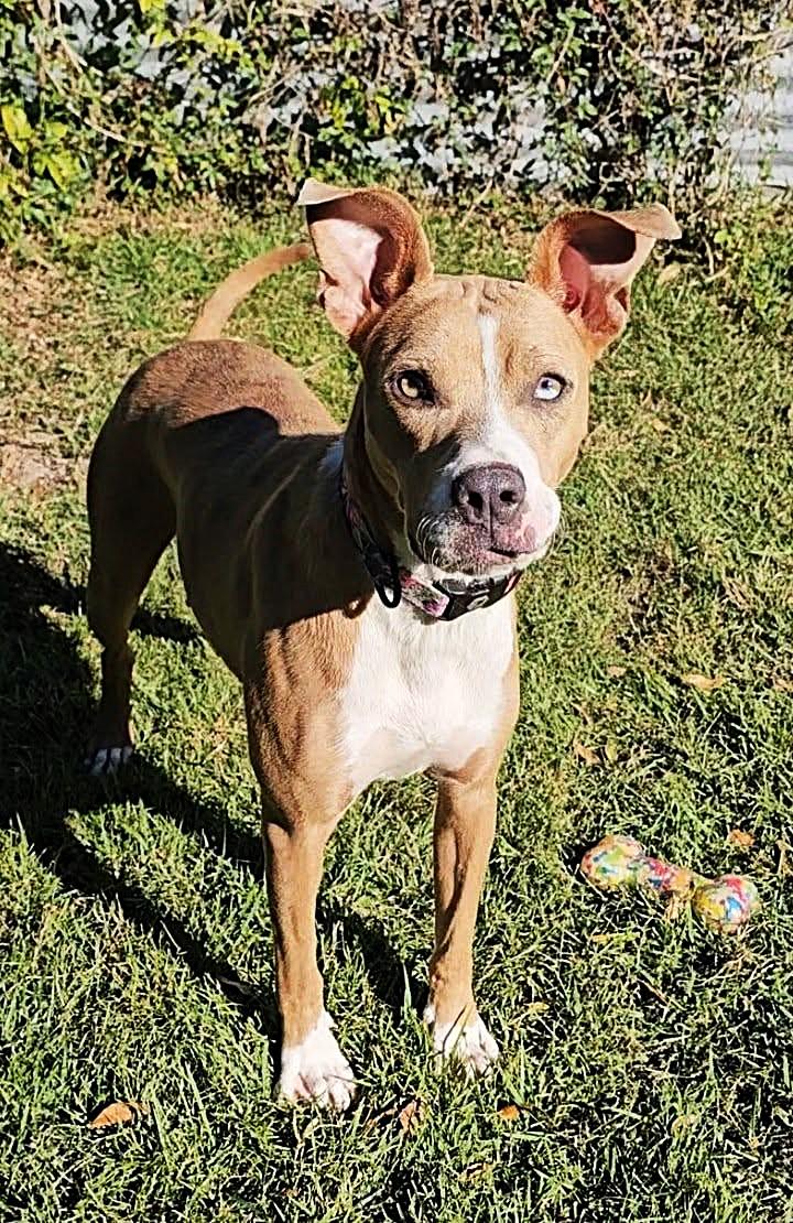 Enlarge Willow, a ADOPTABLE mixed breed in Shalimar, FL image 3/6