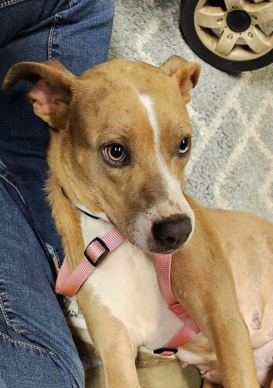 Enlarge Willow, a ADOPTABLE mixed breed in Shalimar, FL image 5/6