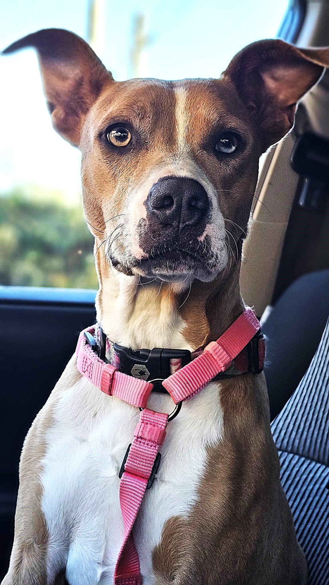 Enlarge Willow, a ADOPTABLE mixed breed in Shalimar, FL image 2/6