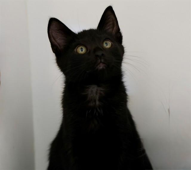 SAM, Adoptable, Kitten Male Domestic Short Hair.