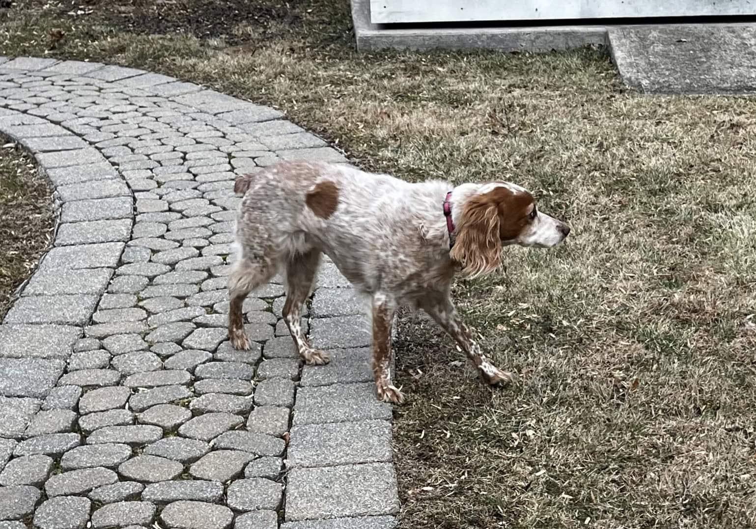 Enlarge Tina  - 20039773 - NY, a Adopted Brittany Spaniel in West Creek, NJ image 1/5