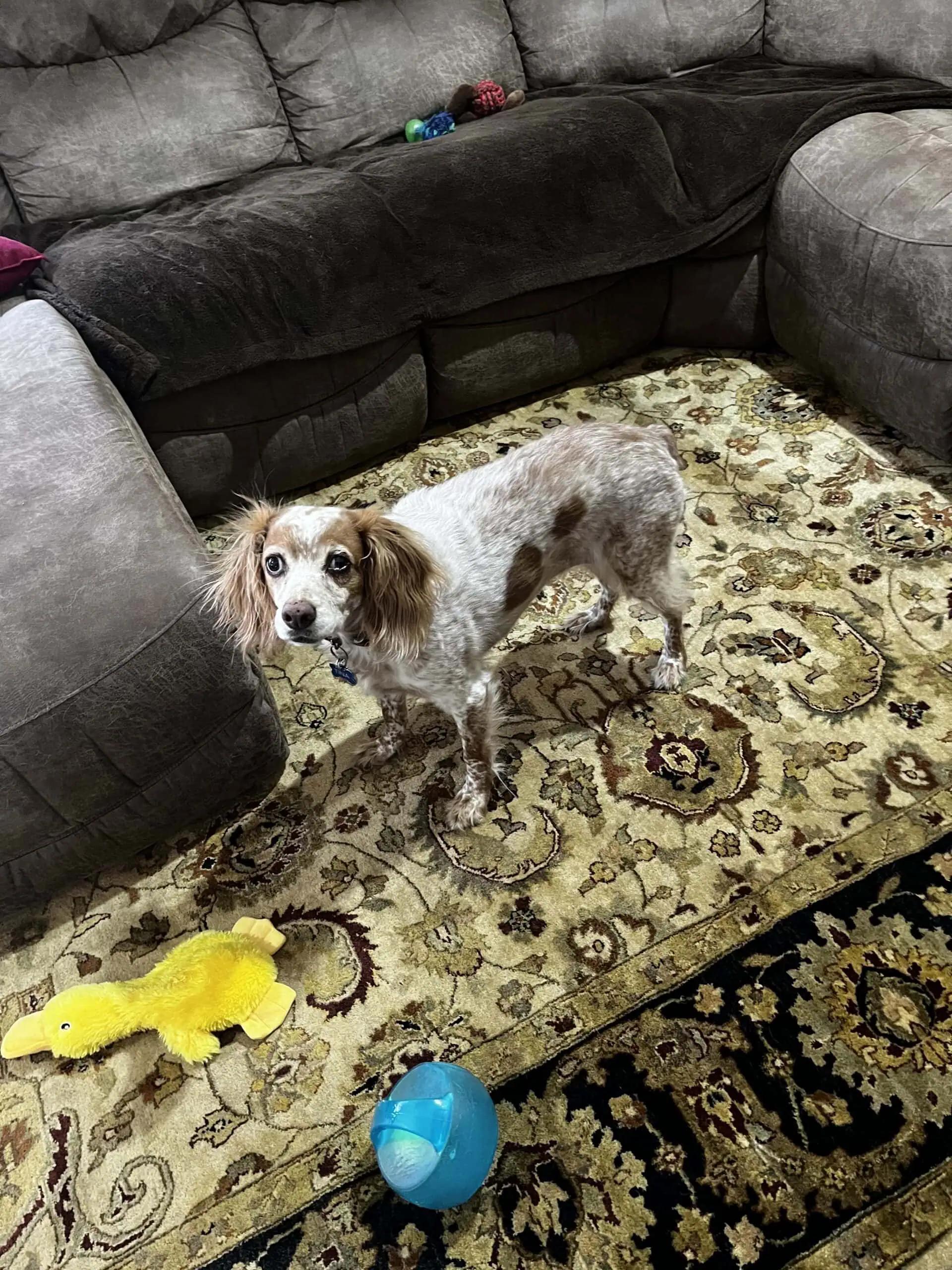 Enlarge Tina  - 20039773 - NY, a Adopted Brittany Spaniel in West Creek, NJ image 2/5