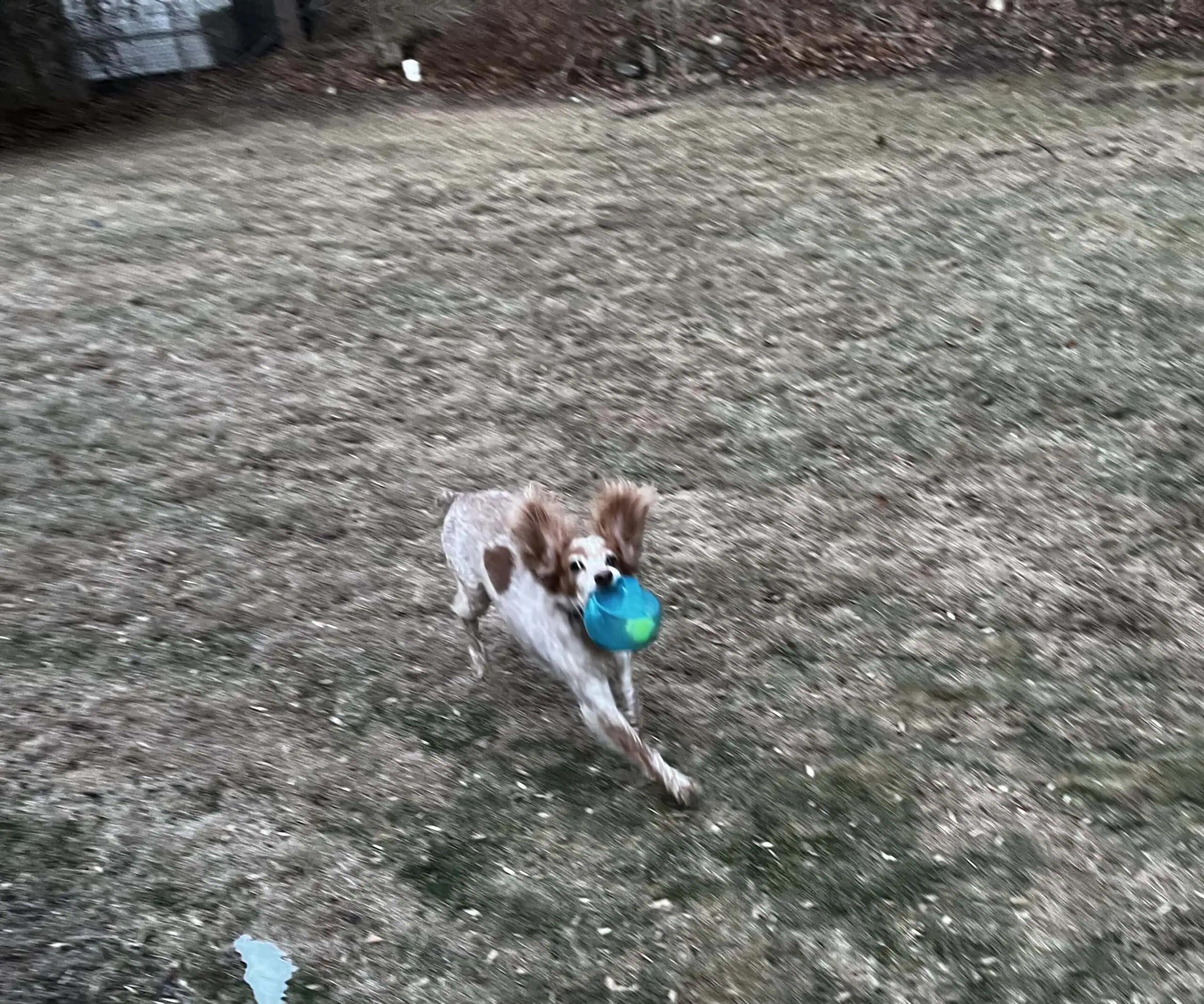 Enlarge Tina  - 20039773 - NY, a Adopted Brittany Spaniel in West Creek, NJ image 3/5