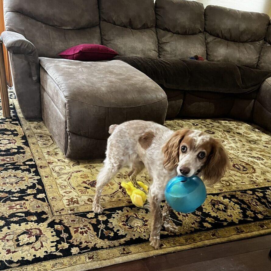 Tina  - 20039773 - NY, Adopted, Adult Female Brittany Spaniel.