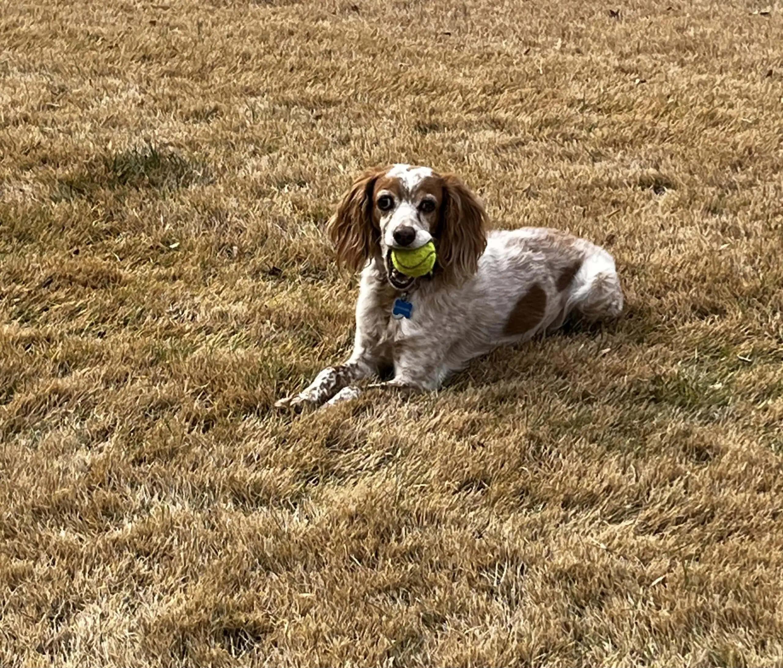 Tina  - 20039773 - NY, Adopted, Adult Female Brittany Spaniel.