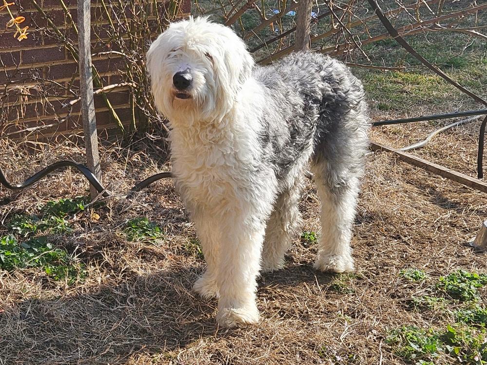Ansel, Adoptable, Young Male Old English Sheepdog.