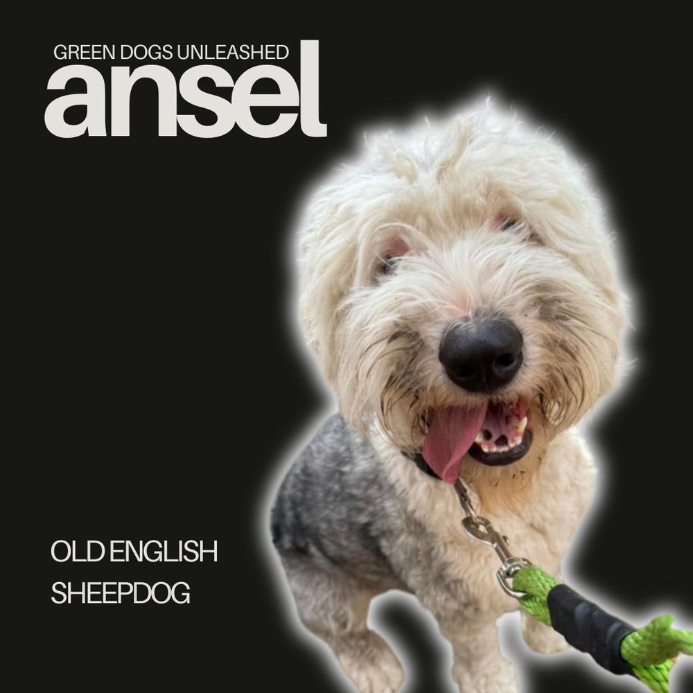 Enlarge Ansel, a Adoptable Old English Sheepdog in Troy, VA image 1/6