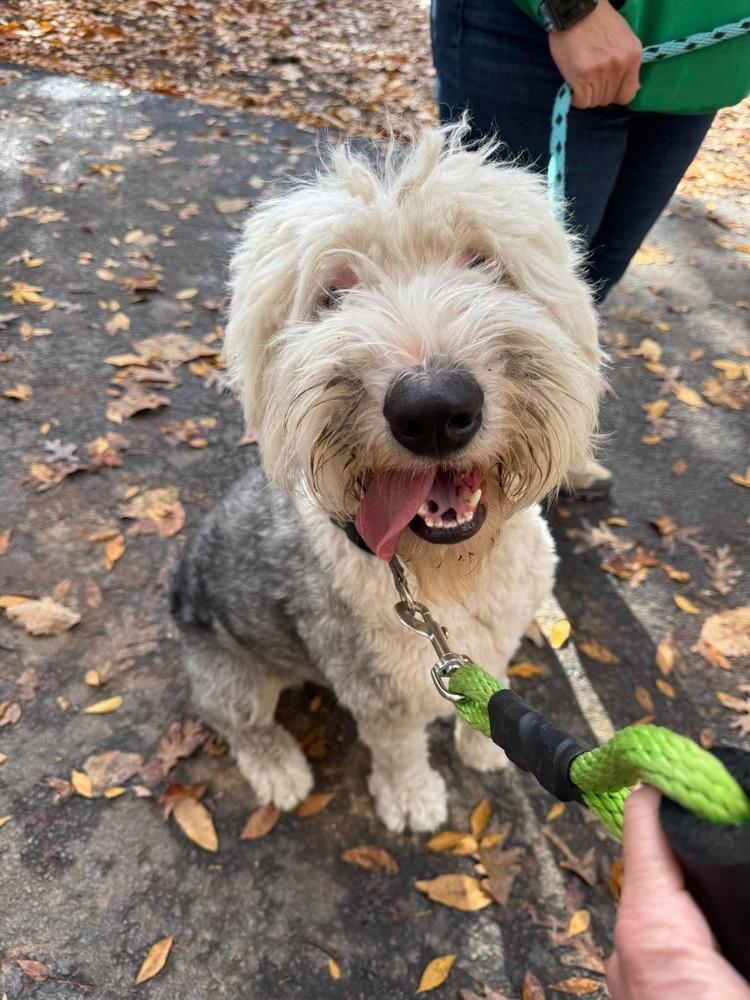 Enlarge Ansel, a Adoptable Old English Sheepdog in Troy, VA image 2/6