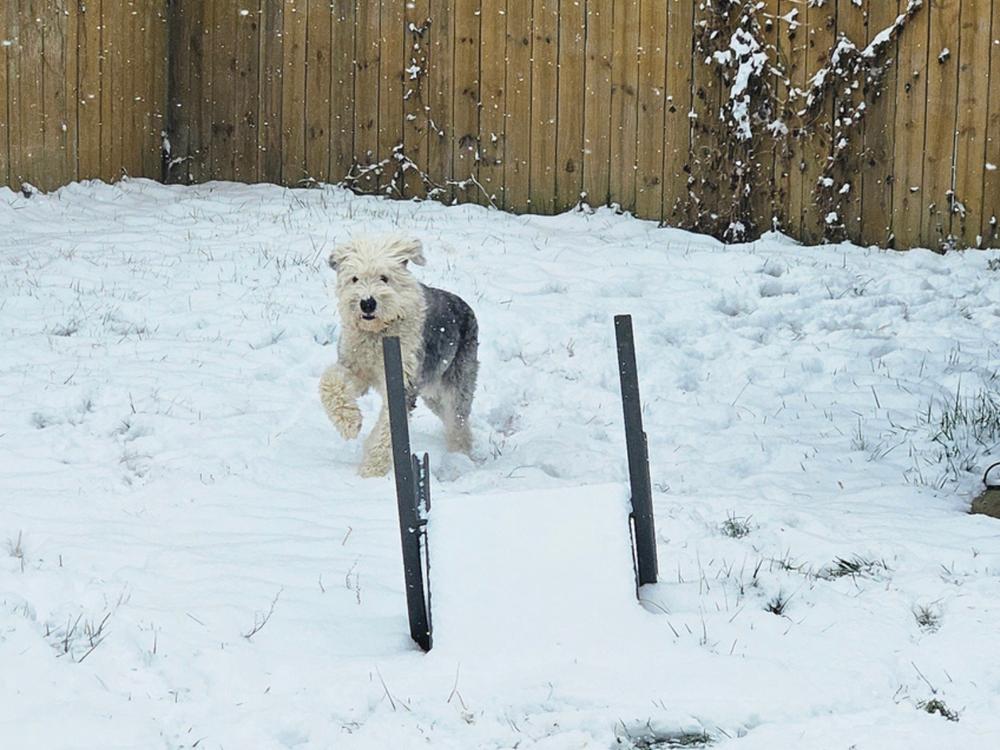 Ansel, a Adoptable Old English Sheepdog in Troy, VA image 2/6