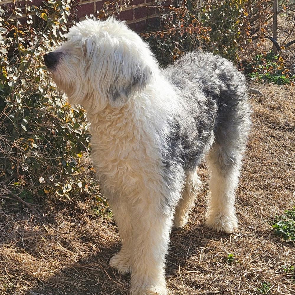 Ansel, a Adoptable Old English Sheepdog in Troy, VA image 3/6