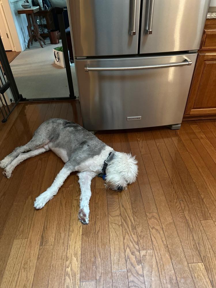 Enlarge Ansel, a Adoptable Old English Sheepdog in Troy, VA image 3/6