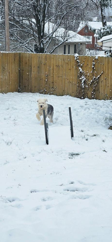 Enlarge Ansel, a Adoptable Old English Sheepdog in Troy, VA image 4/6