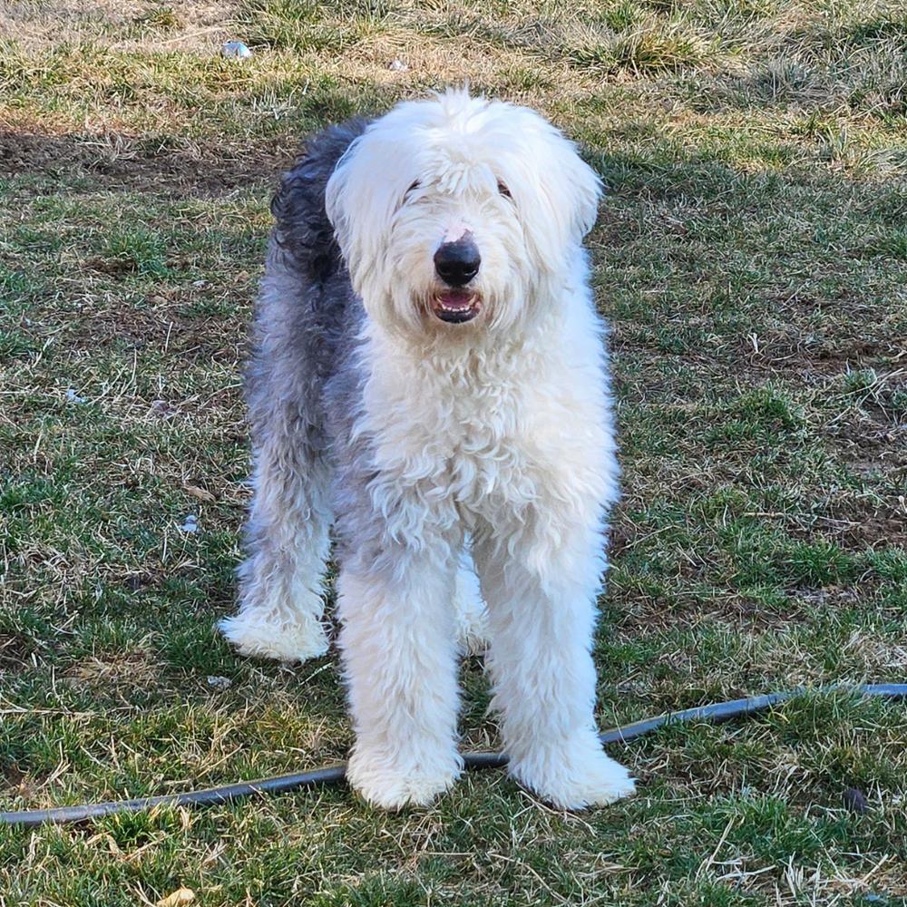 Ansel, a Adoptable Old English Sheepdog in Troy, VA image 4/6