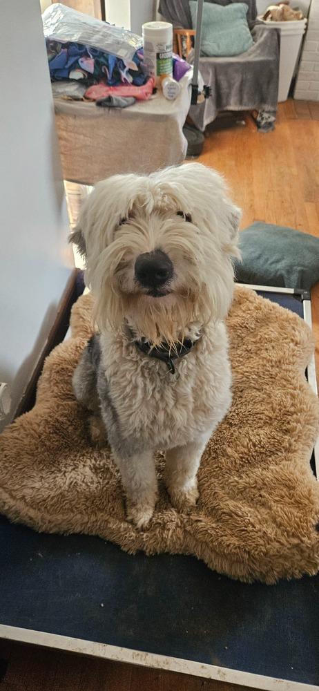 Enlarge Ansel, a Adoptable Old English Sheepdog in Troy, VA image 5/6