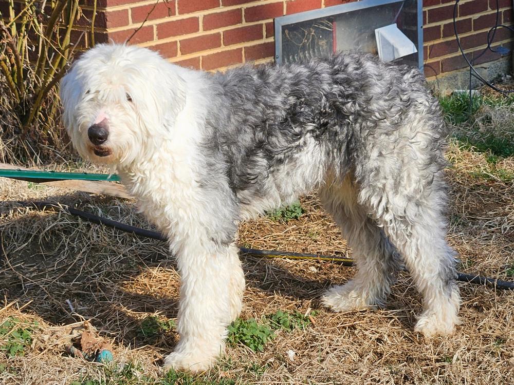 Ansel, a Adoptable Old English Sheepdog in Troy, VA image 5/6