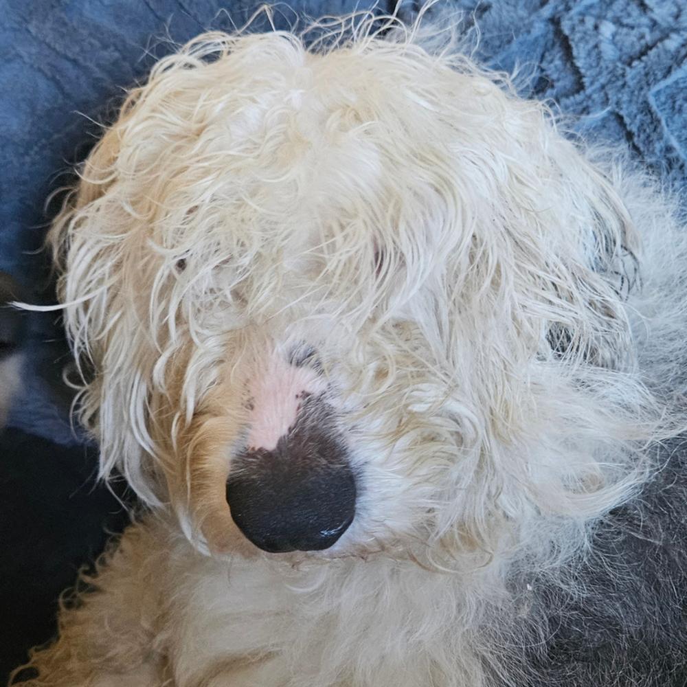 Ansel, a Adoptable Old English Sheepdog in Troy, VA image 6/6