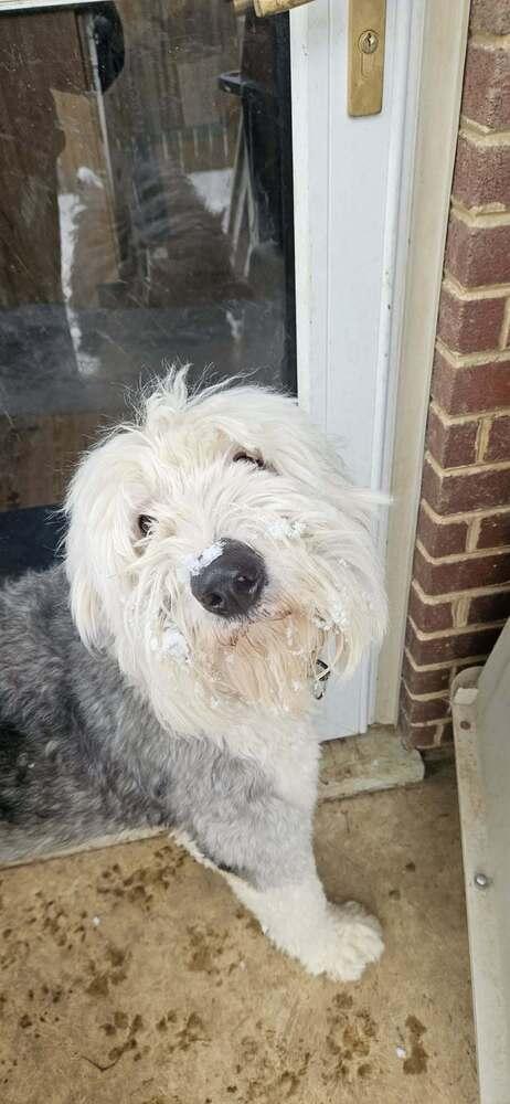 Enlarge Ansel, a Adoptable Old English Sheepdog in Troy, VA image 6/6