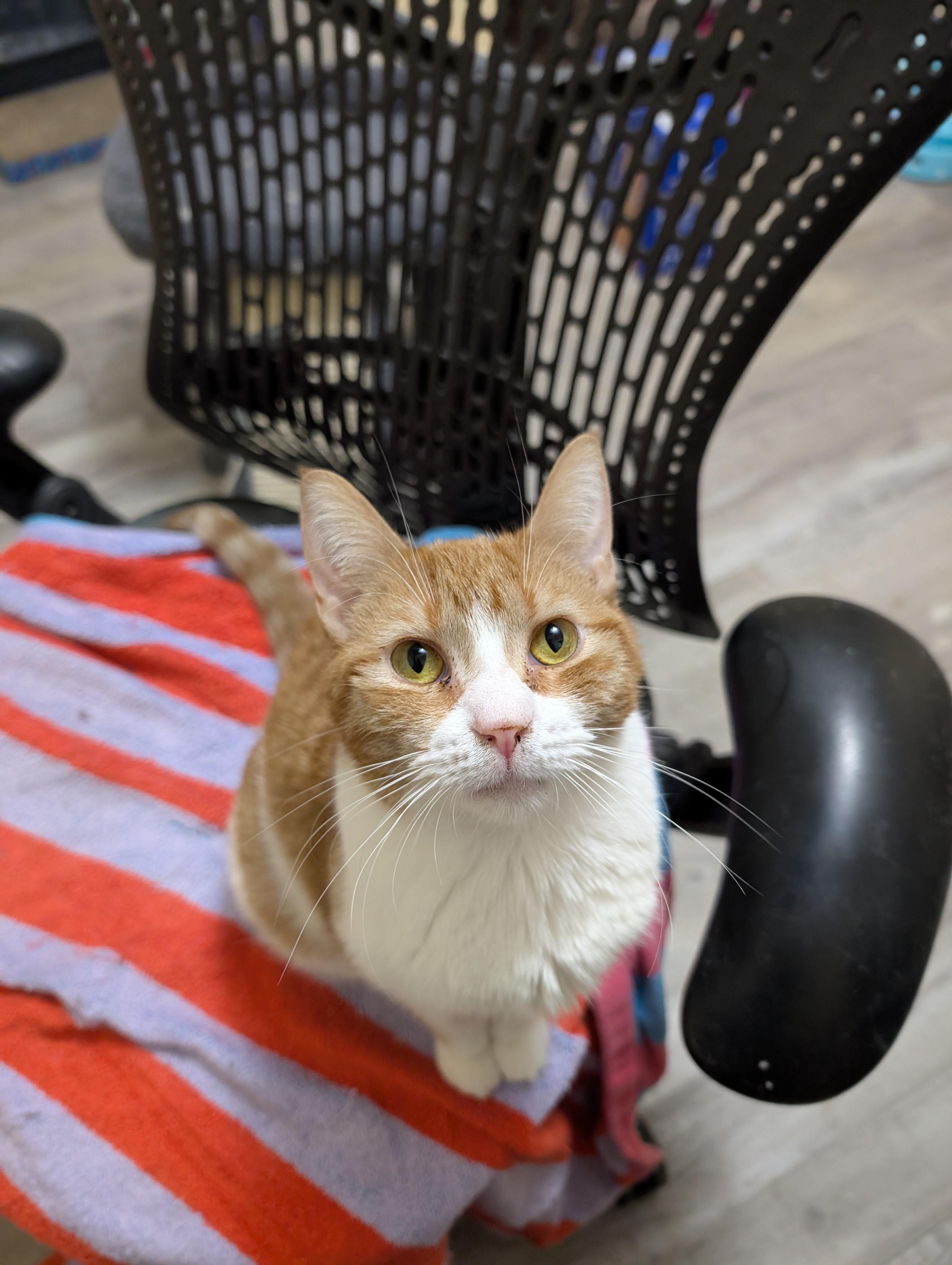 Mango (cat café) , an adopted Domestic Short Hair in West Lafayette, IN image 3/6