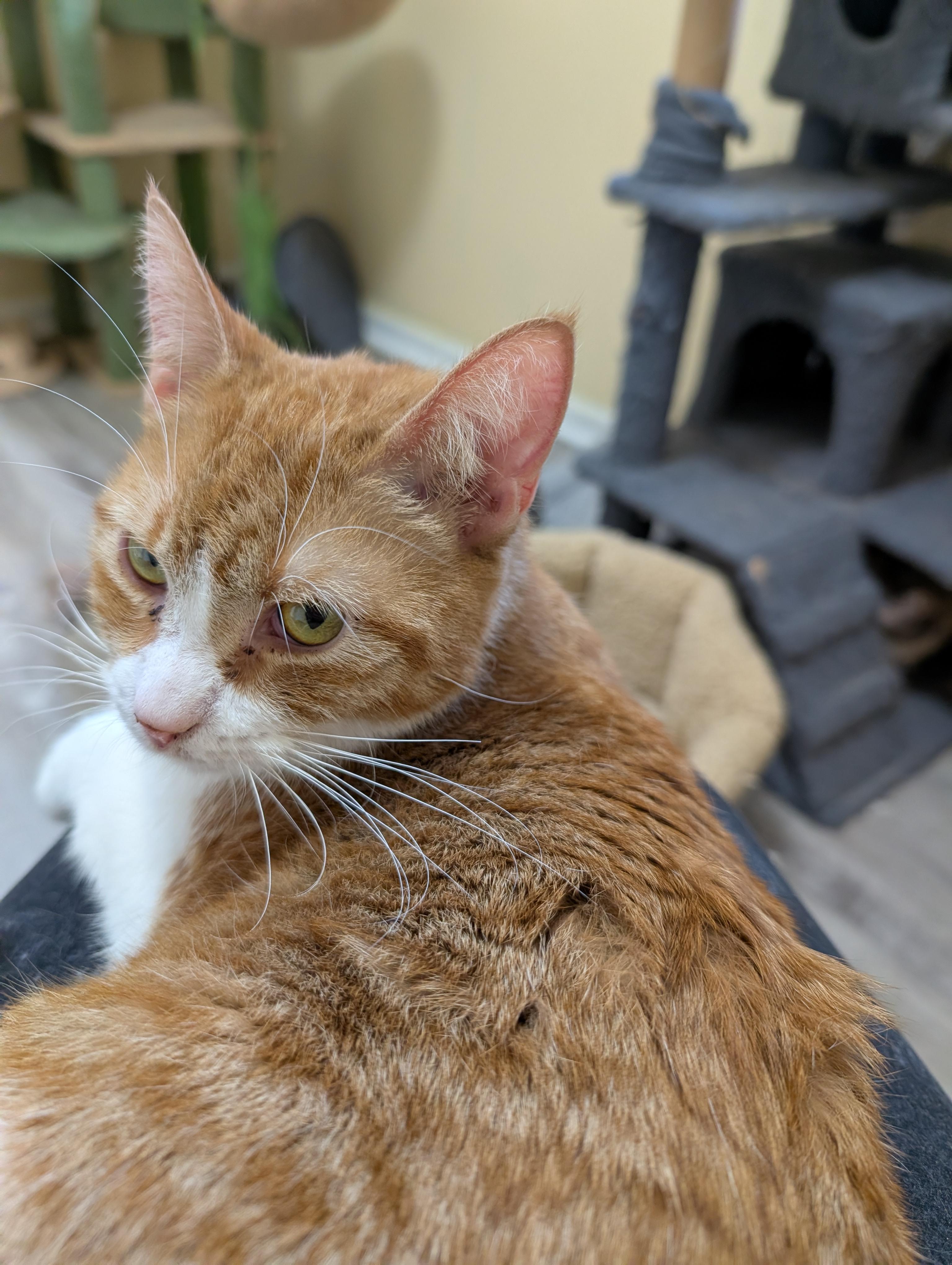 Mango (cat café) , an adopted Domestic Short Hair in West Lafayette, IN image 5/6