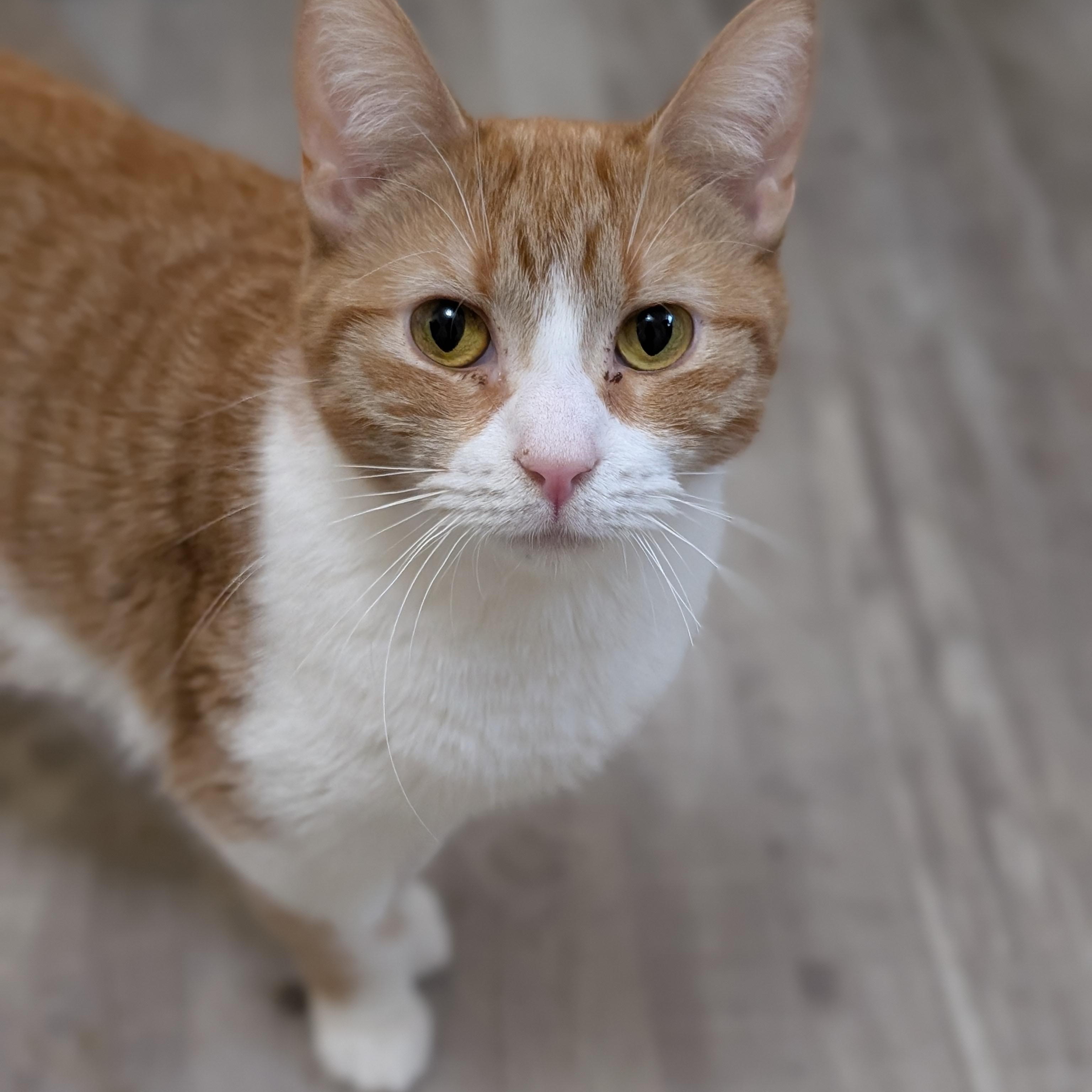 Mango (cat café) , adopted, Adult Female Domestic Short Hair.