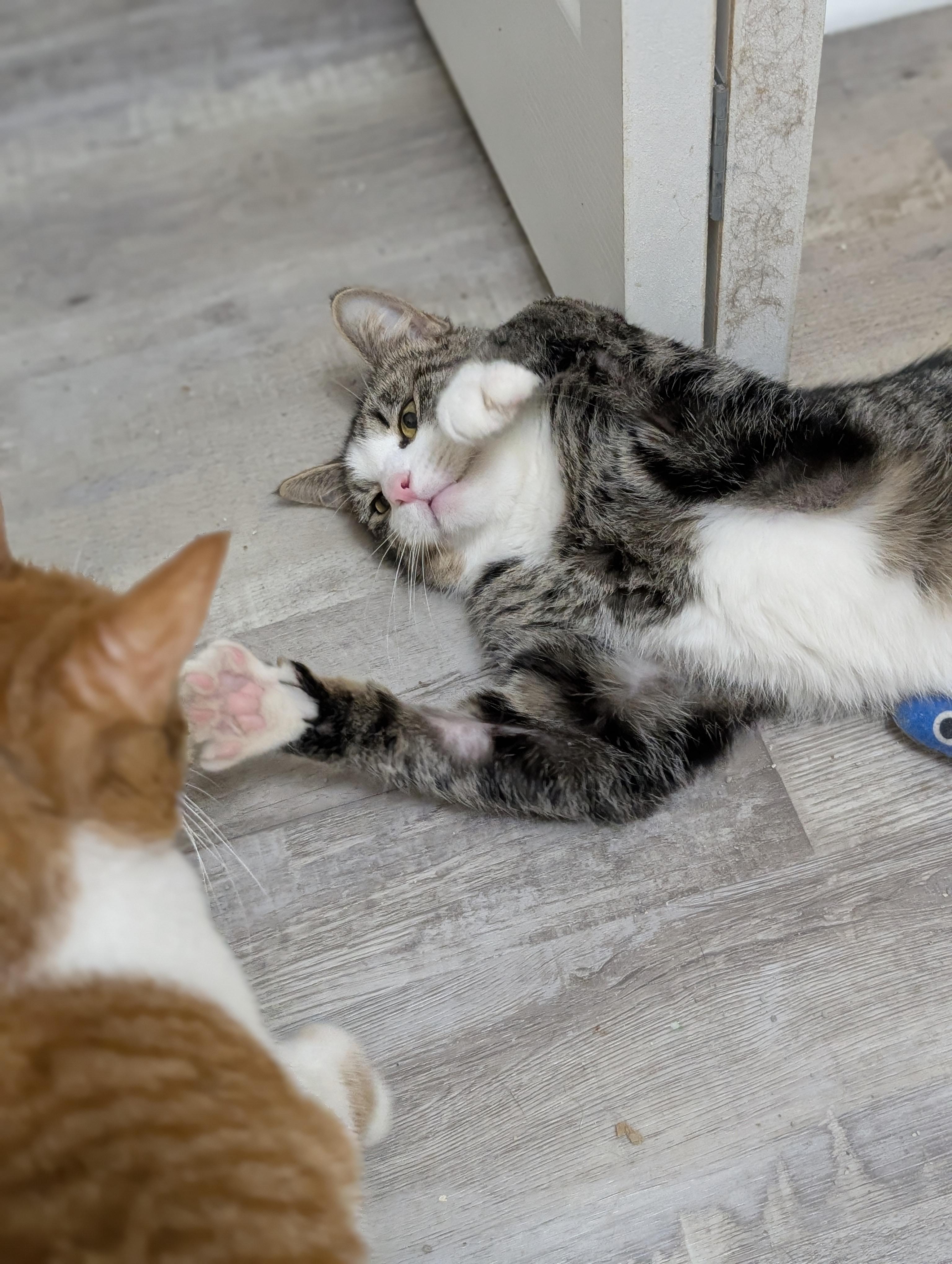 Mango (cat café) , an adopted Domestic Short Hair in West Lafayette, IN image 6/6