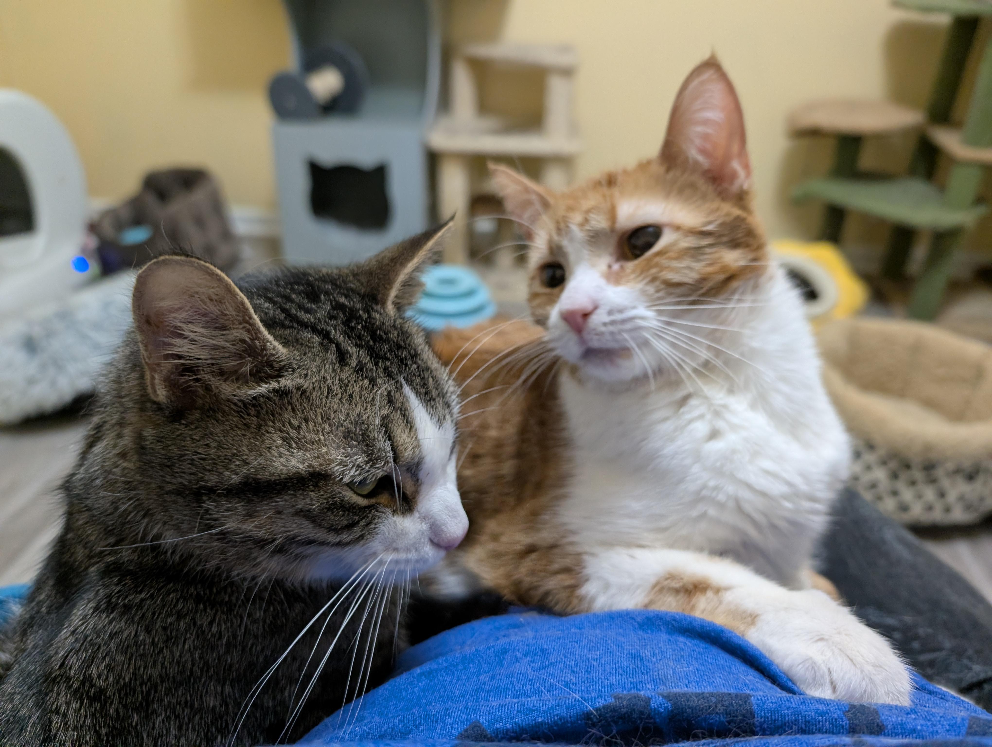 Mango (cat café) , an adopted Domestic Short Hair in West Lafayette, IN image 2/6