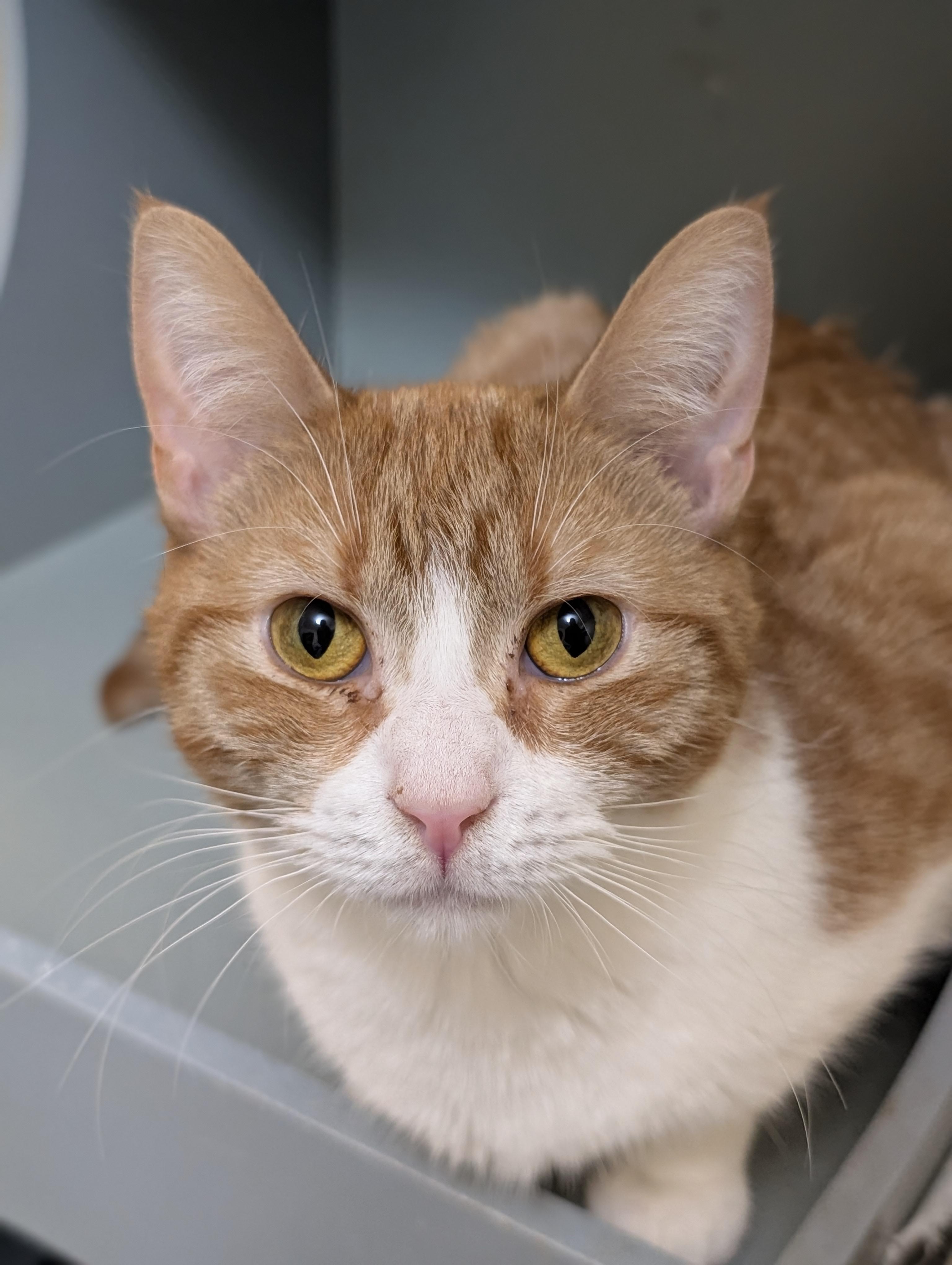 Mango (cat café) , an adopted Domestic Short Hair in West Lafayette, IN image 4/6