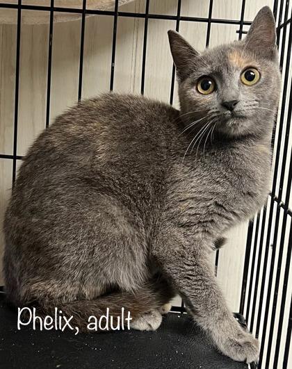 Phelix, Adoptable, Young Male Domestic Short Hair.