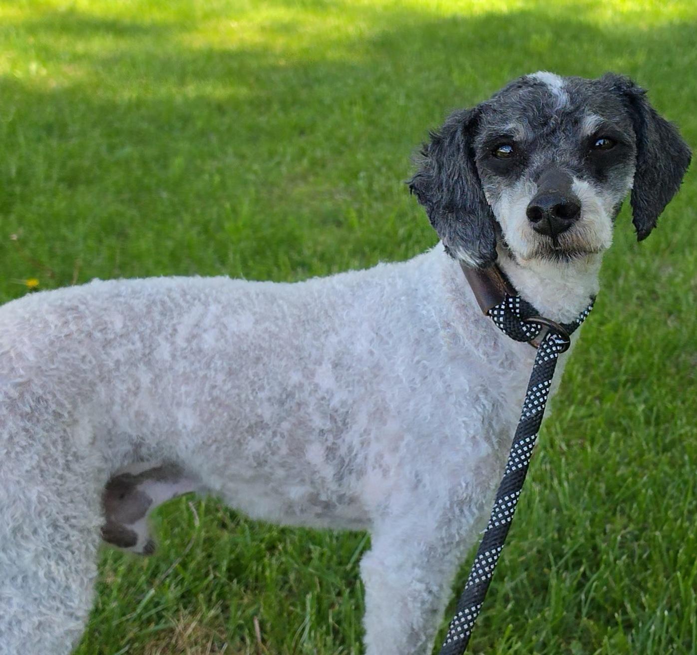 Enlarge Zombie, a ADOPTABLE Miniature Poodle in LaGrange, IN image 3/6
