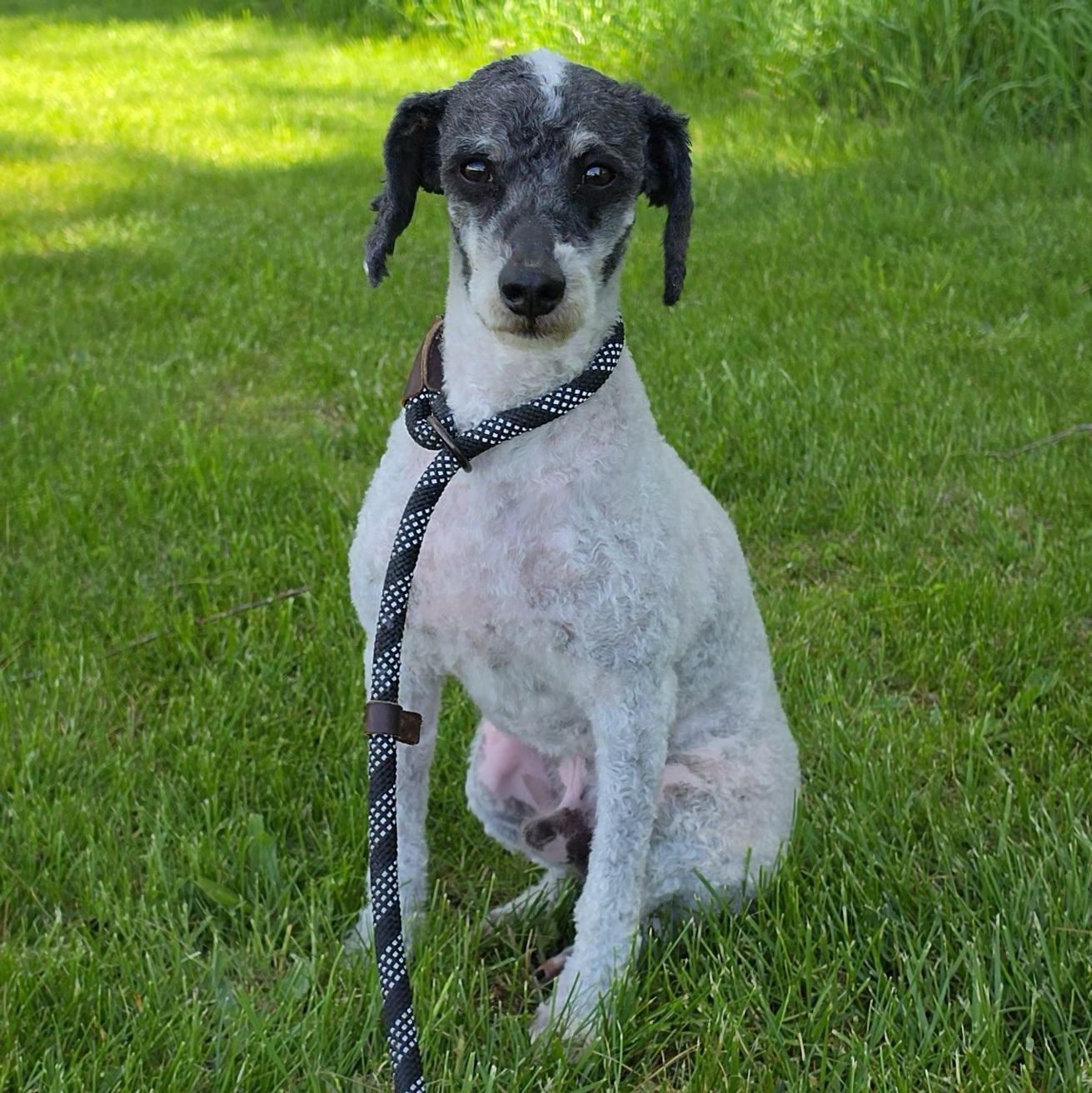 Enlarge Zombie, a ADOPTABLE Miniature Poodle in LaGrange, IN image 6/6