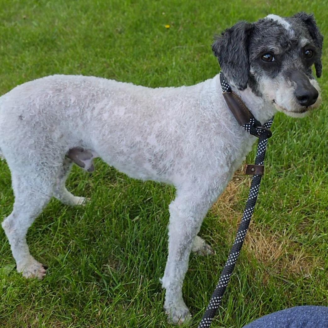 Enlarge Zombie, a ADOPTABLE Miniature Poodle in LaGrange, IN image 2/6