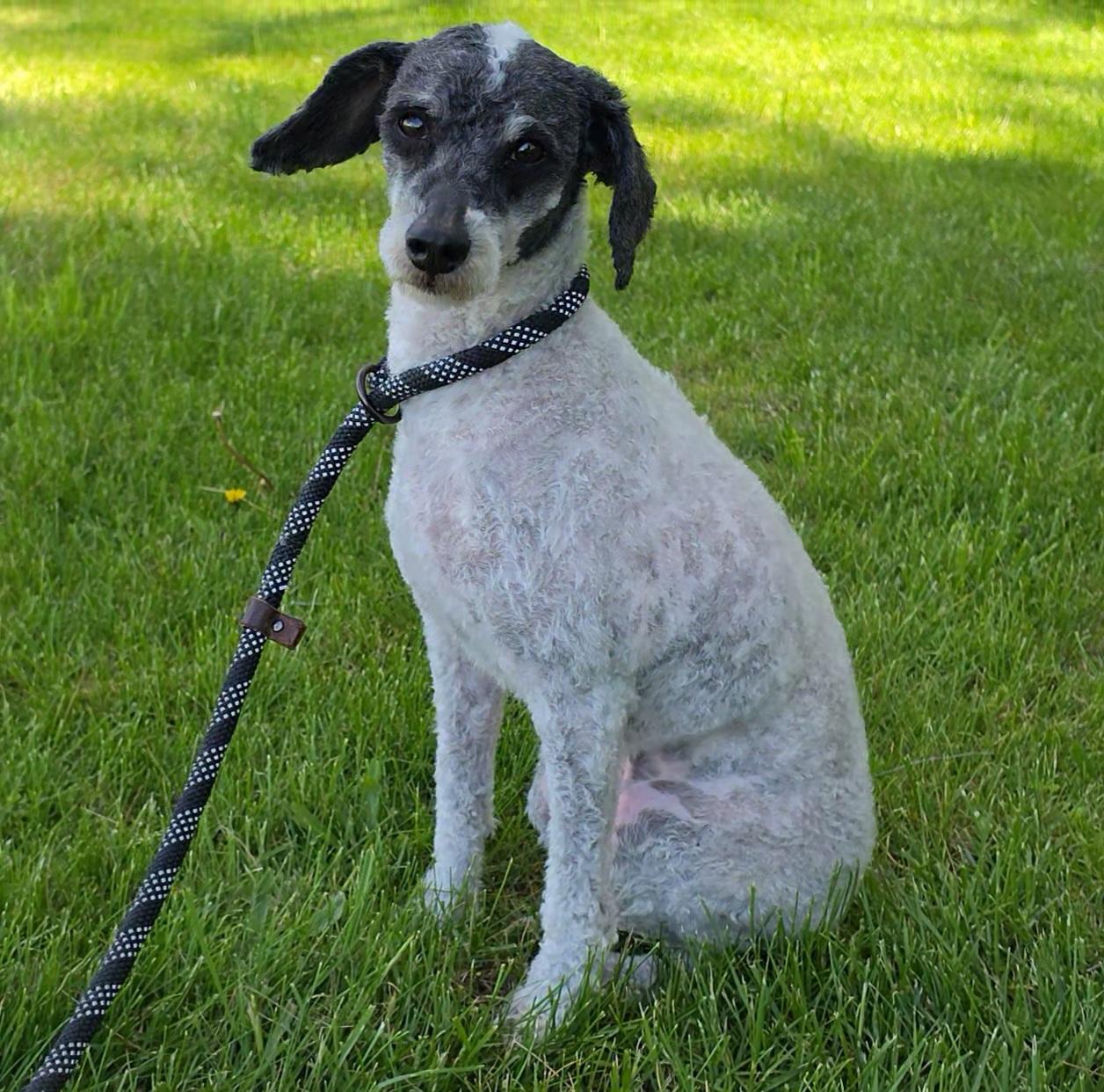 Enlarge Zombie, a ADOPTABLE Miniature Poodle in LaGrange, IN image 1/6