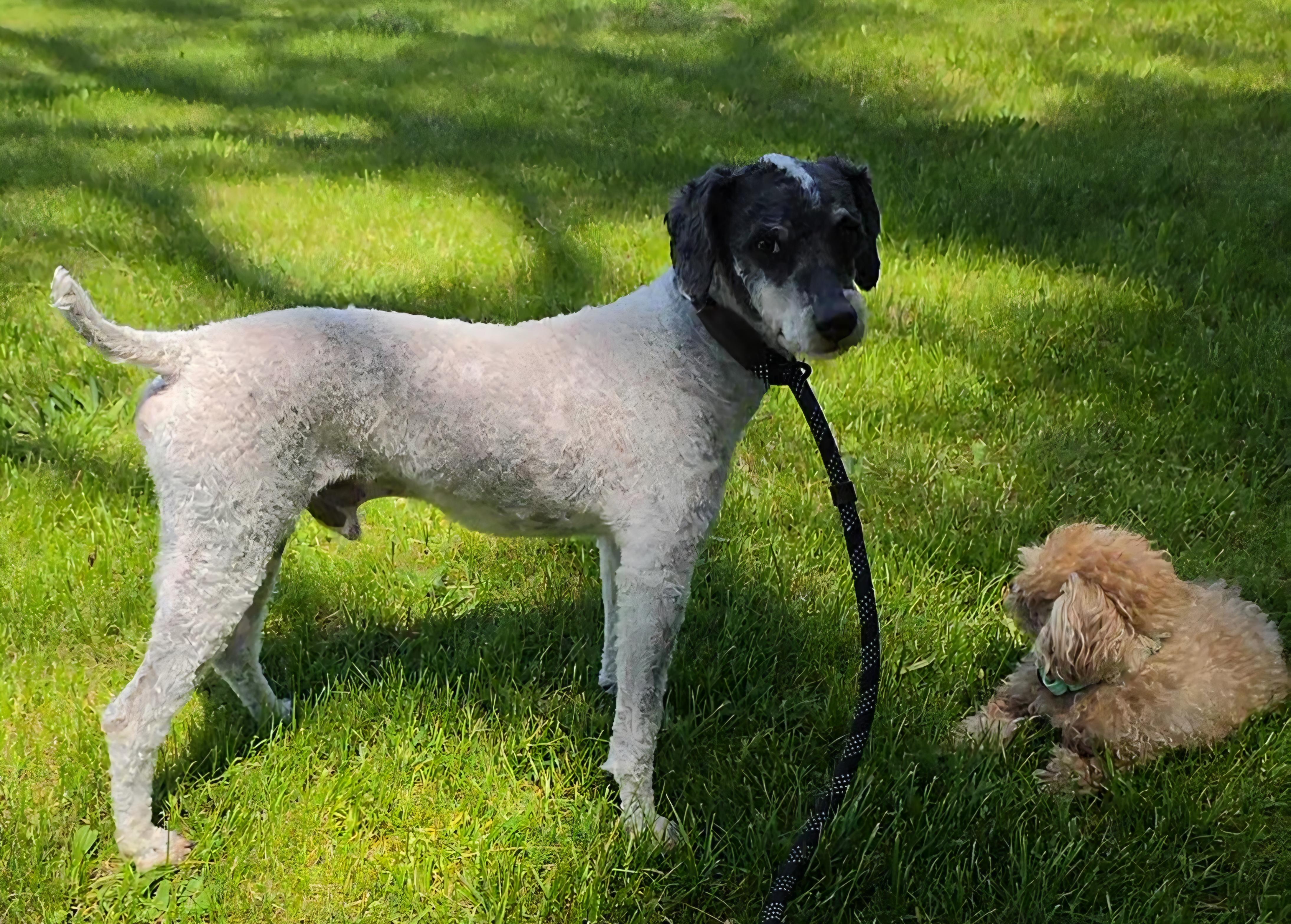 Enlarge Zombie, a ADOPTABLE Miniature Poodle in LaGrange, IN image 4/6