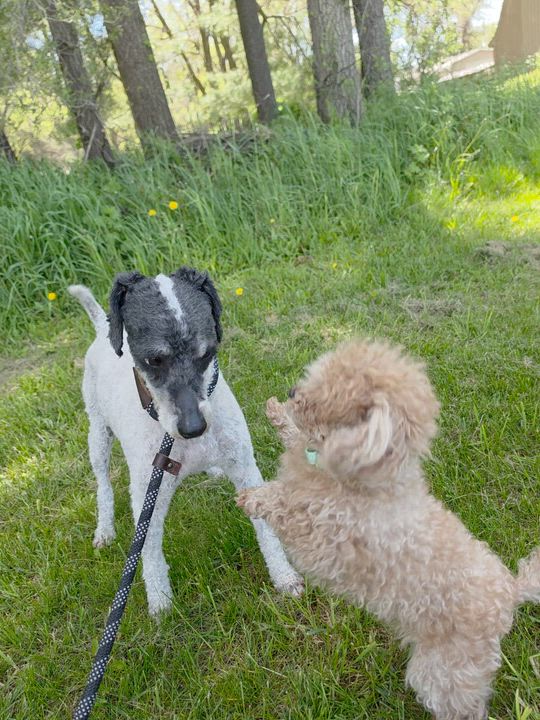 Enlarge Zombie, a ADOPTABLE Miniature Poodle in LaGrange, IN video 5/6