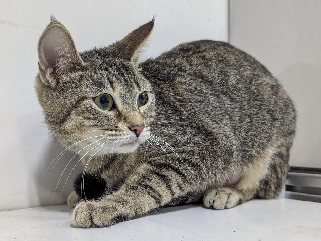 Enlarge Orianna, a Adoptable mixed breed in Powell, OH image 1/1